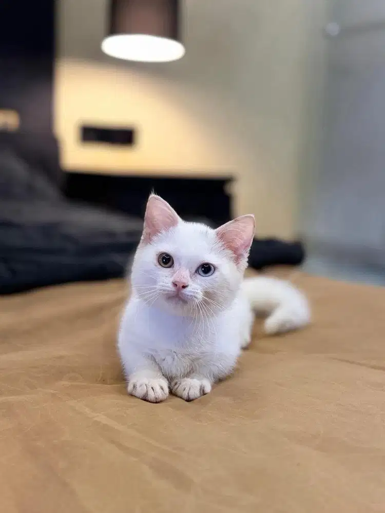 Kucing Munchkin White (ODD EYE) MALE BSH SF