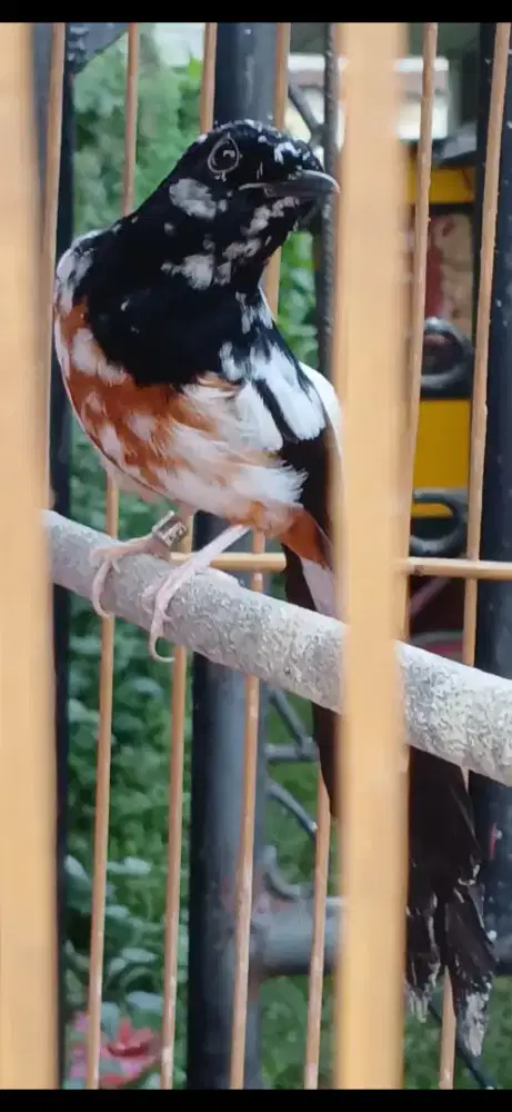 Murai jantan Blorok full extreme