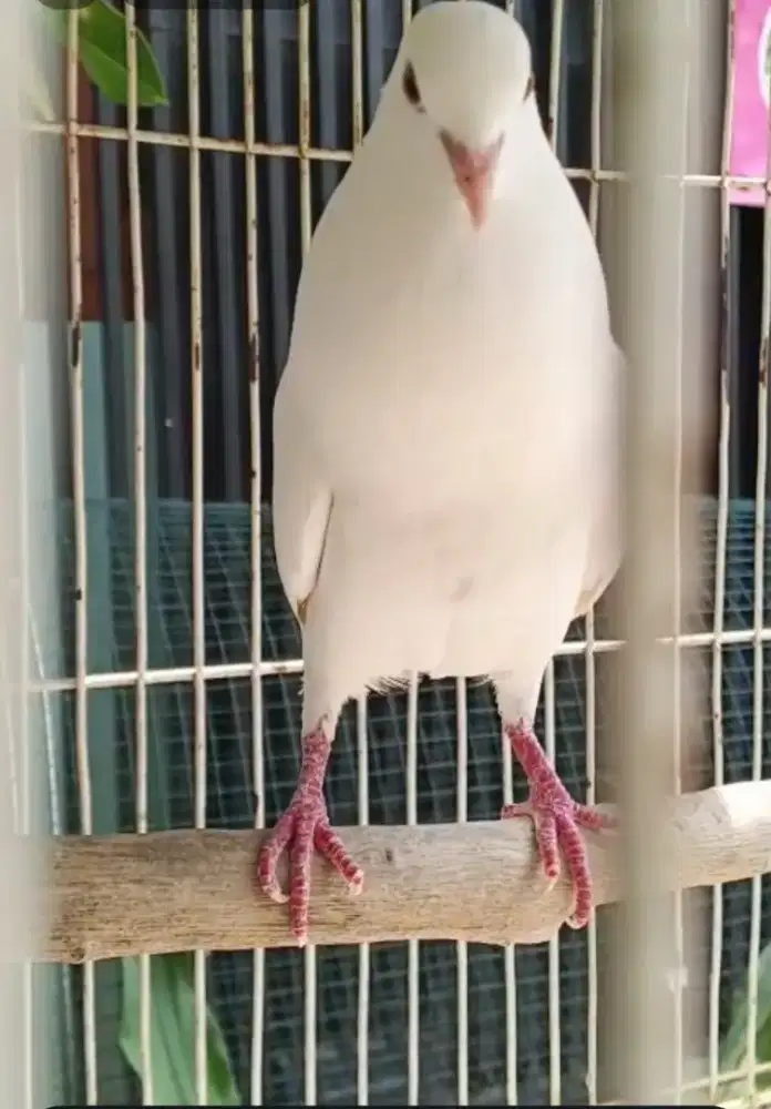 Puter putih harian bunyi manggung