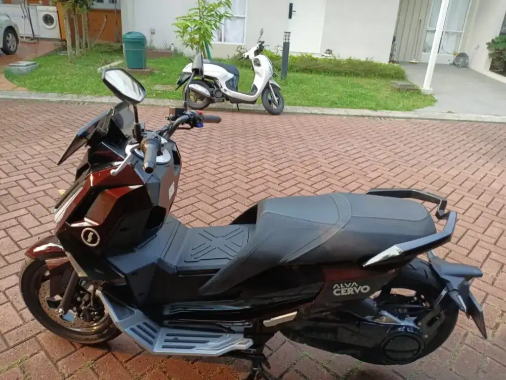 Alva cervo di jual murah