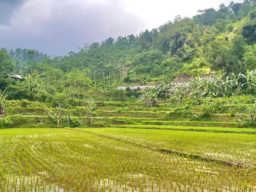 Dijual Murah Tanah Sawah Udara Dingin di Pedesaan Bojong Purwakarta
