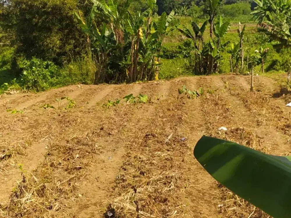 Kavling Siap Bangun Purwokerto Kota Dekat Kampus Unsoed