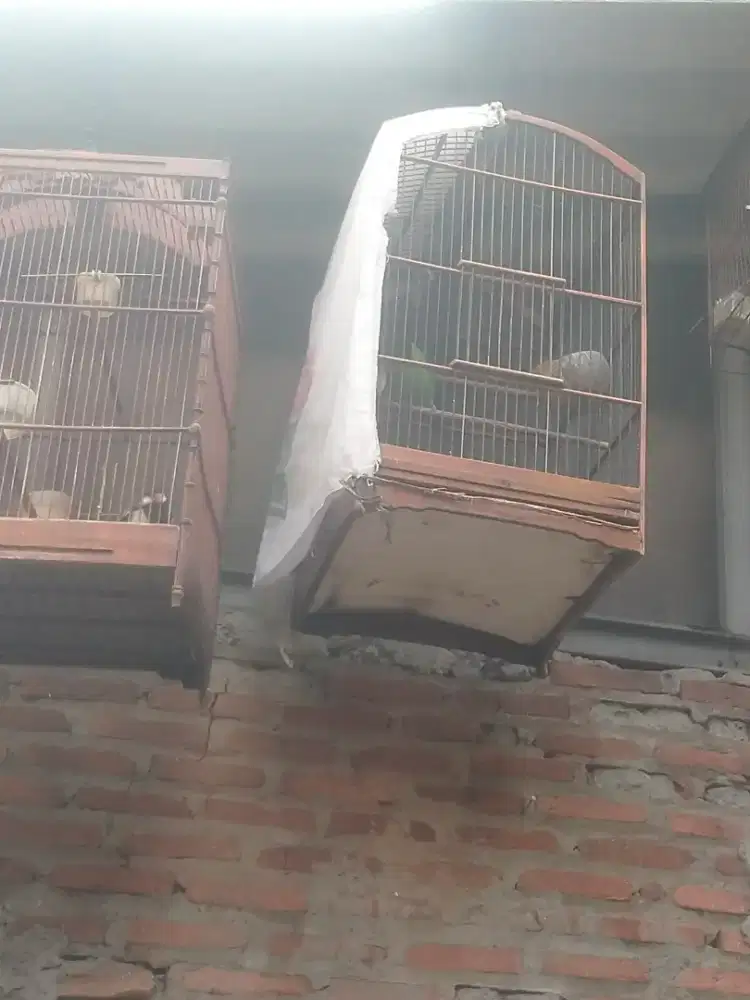 Burung kicau siap gantang Kemayoran Jakpus