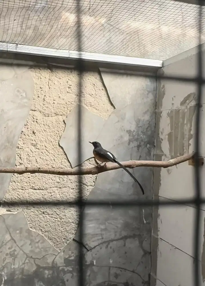 murai batu betina ekor 19cm split panda