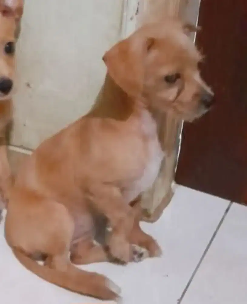Jual chihuahua jantan
