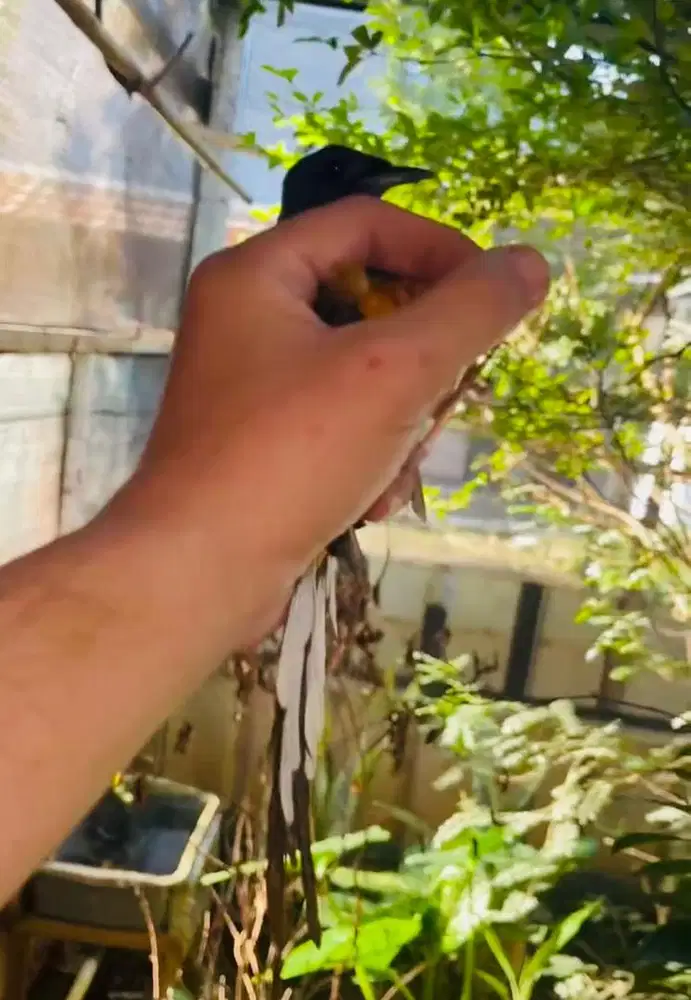 murai batu betina siapan split panda