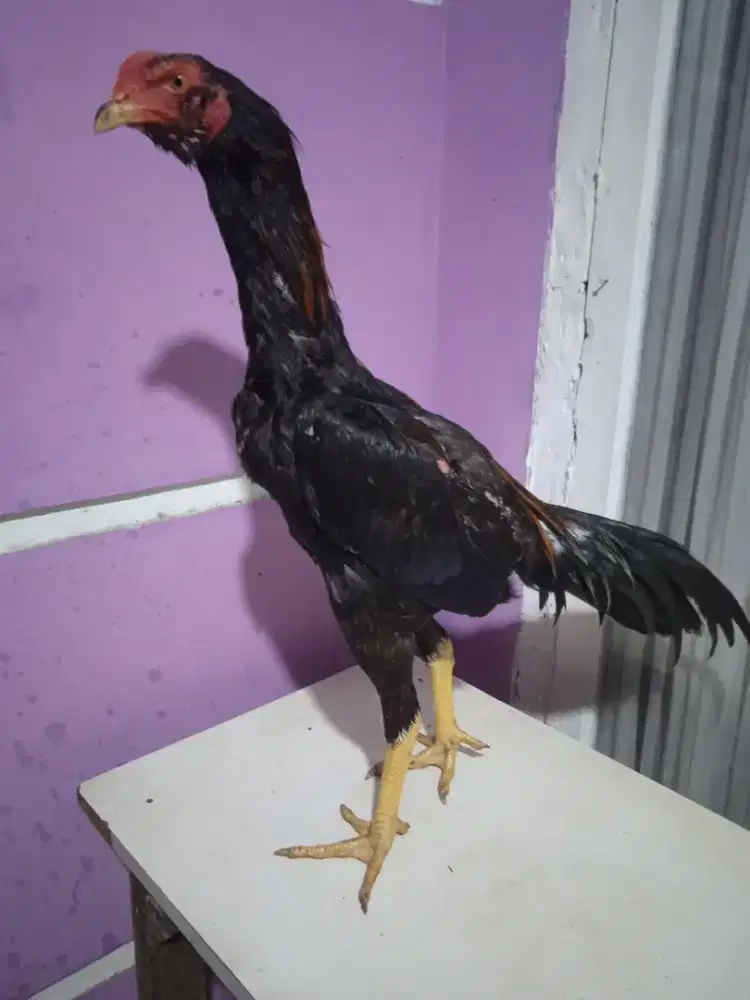 Ayam bangkok pama pakoy Saigon samo