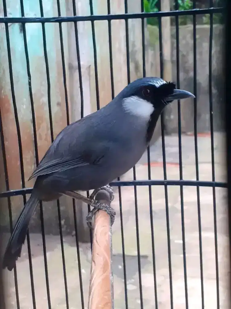 Poksay hongkong MH body big muluss