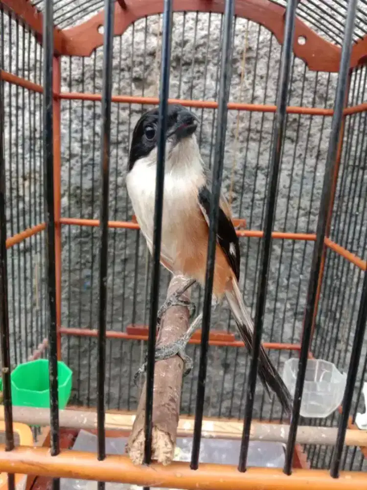 Cendet blangkon madura gacor rawatan