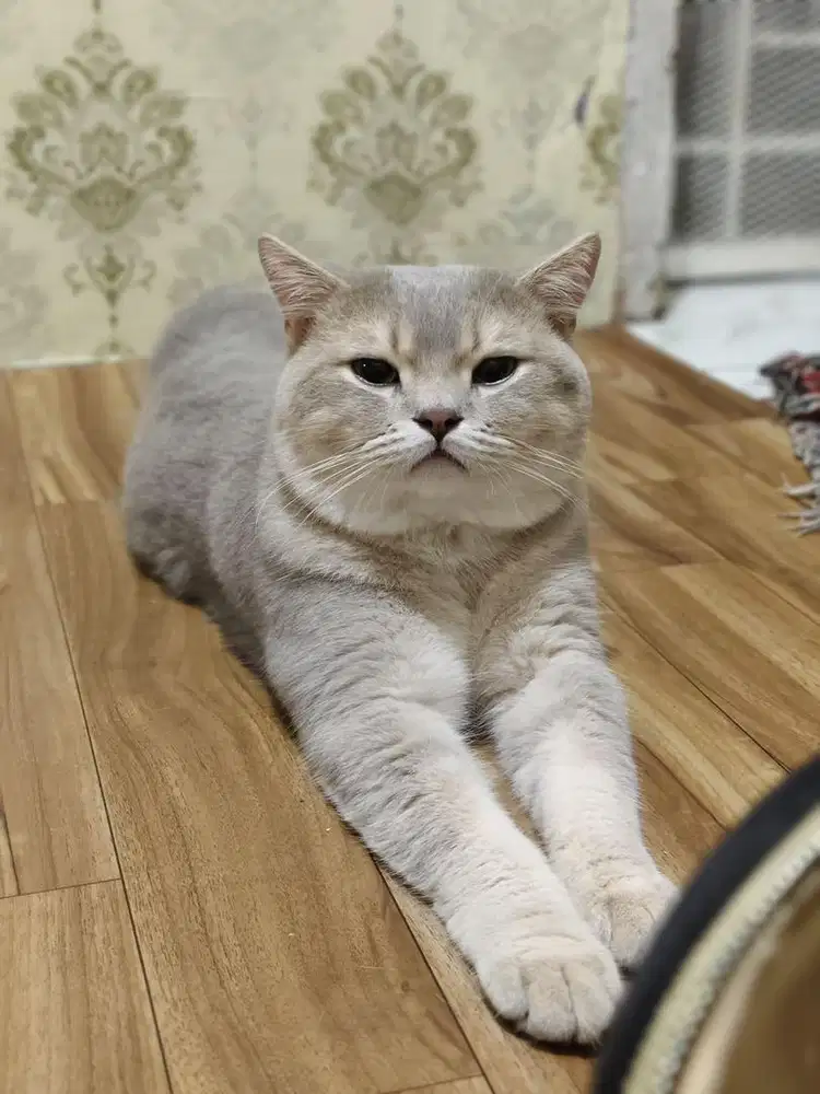 anabul BSH Golden grey x Scottish