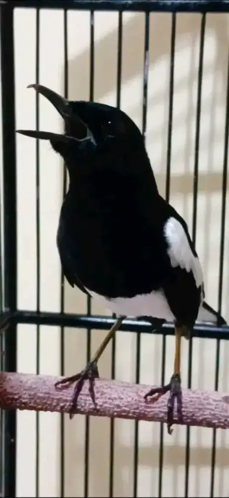 Kacer lokal jawabarat mulus rajin