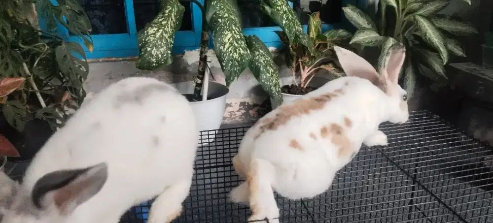 Kelinci rex sepasang