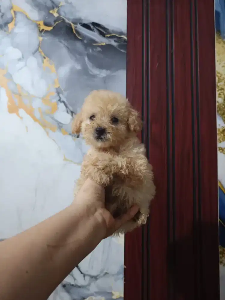 Apricot Toy Poodle Male & Female ( 2 bln )