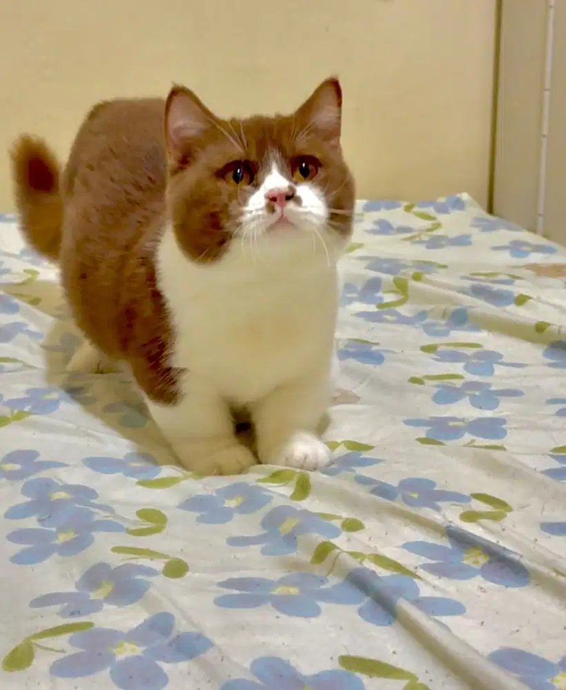 Kucing BSH Munchkin Cinnamon