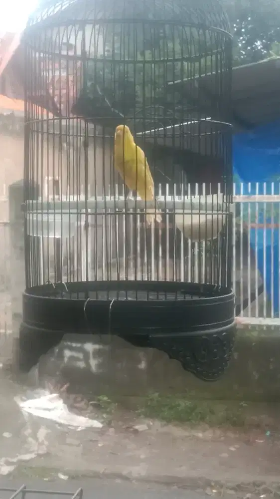 Kenari kuning stabilo bunyi