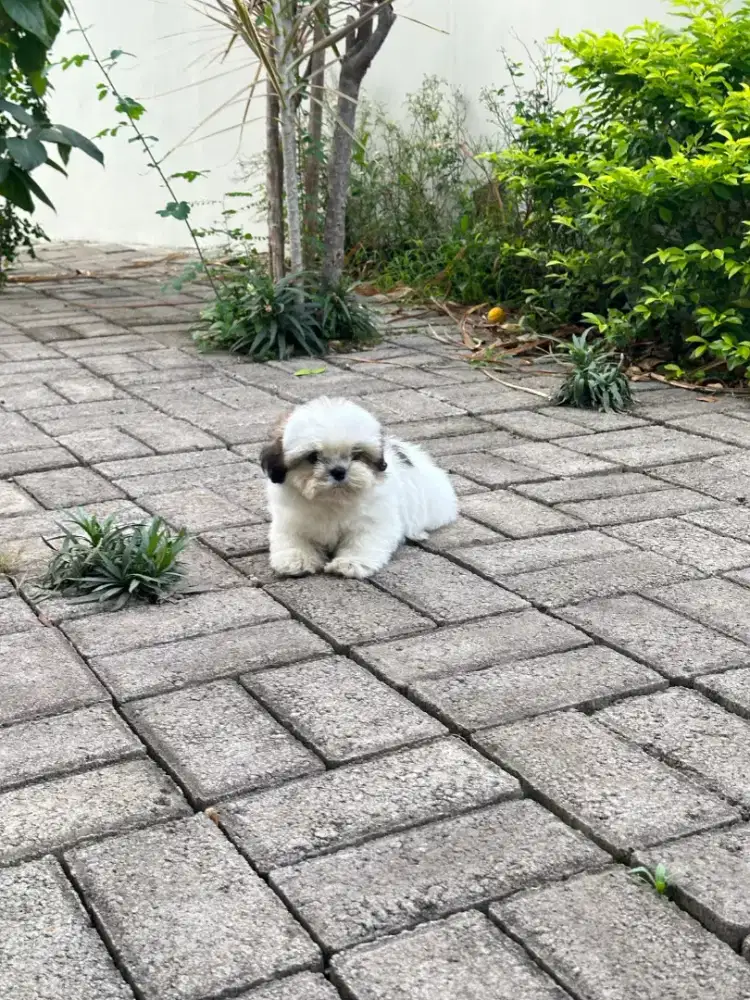 Shitsu shihtzu betina