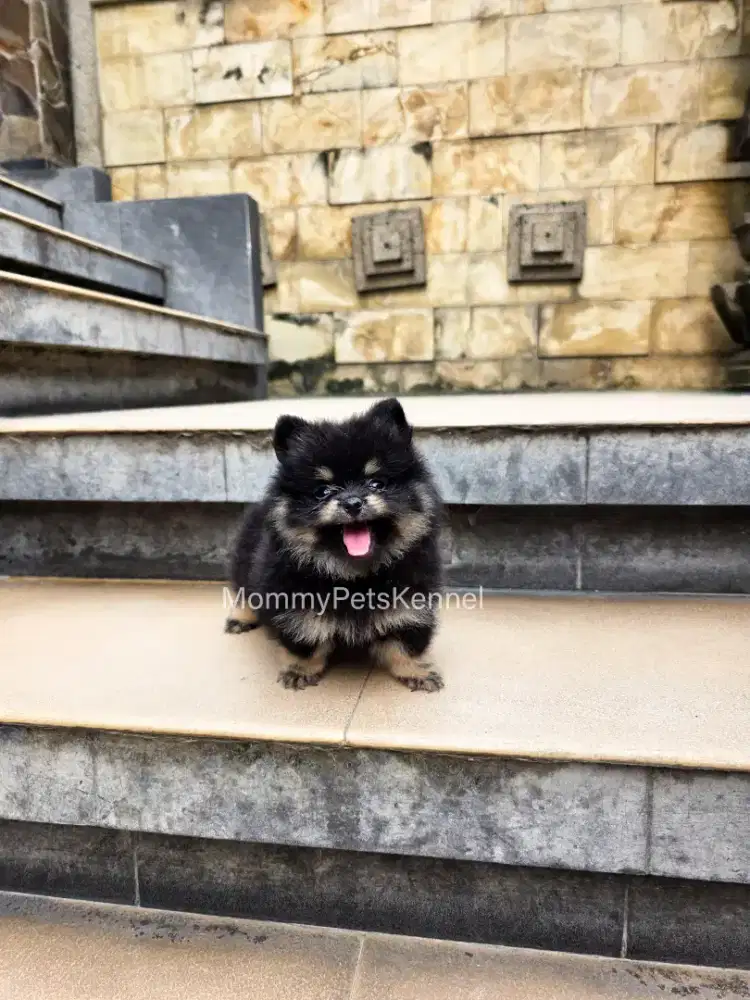 Supermini Pom pomeranian puppy minipom
