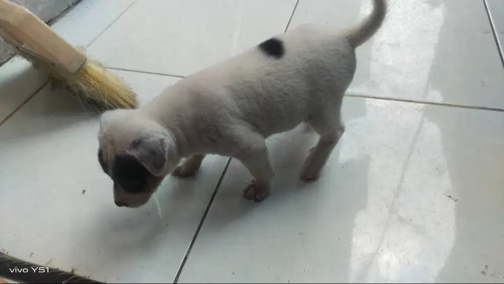 Jual anak anjing sehat dan gemuk