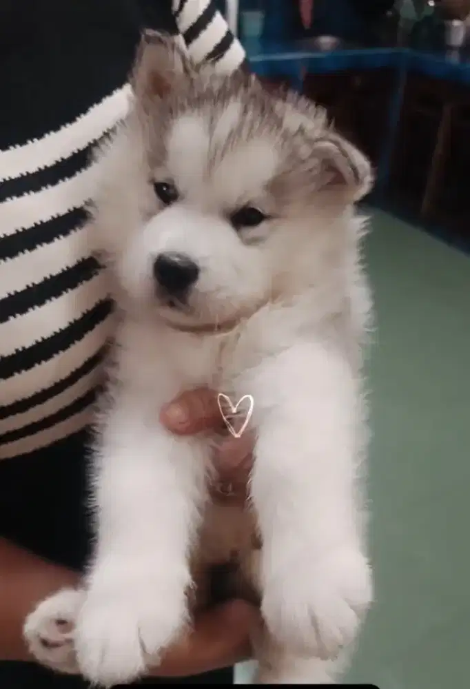 Alaskan Malamute Betina