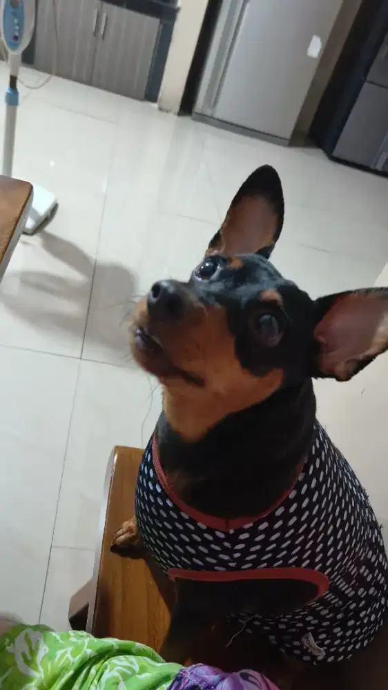 Dibutuhkan ART PP tidak takut anjing