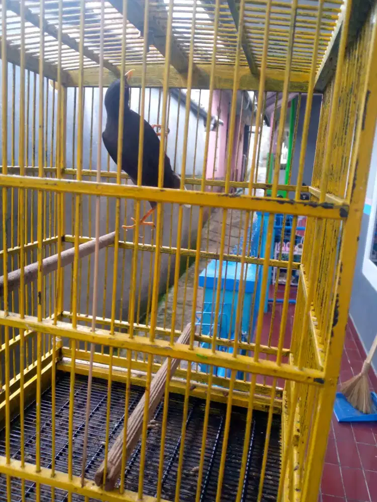 Jalak kebo sehat lincah