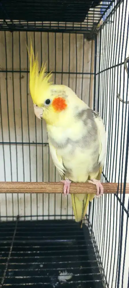 Sepasang burung falk atau parkit Australia