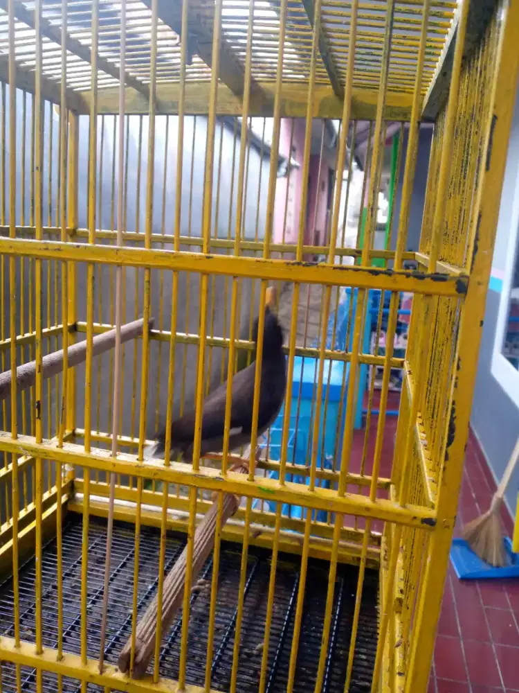 Jalak kebo sehat lincah