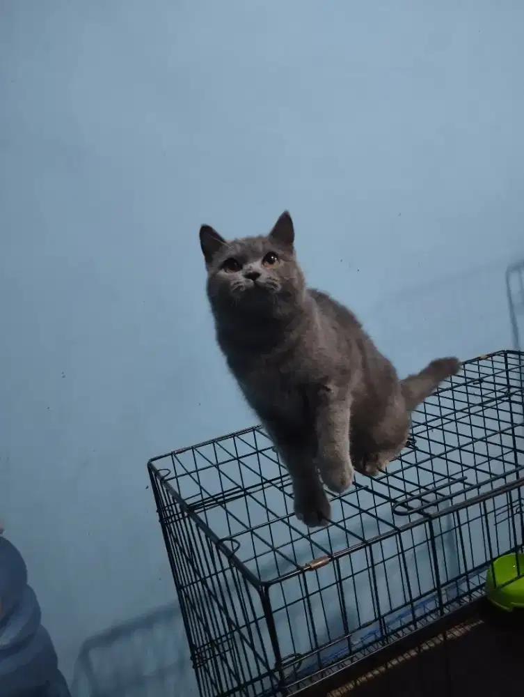 kucing kitten british shorthair betina pure 100% garansi