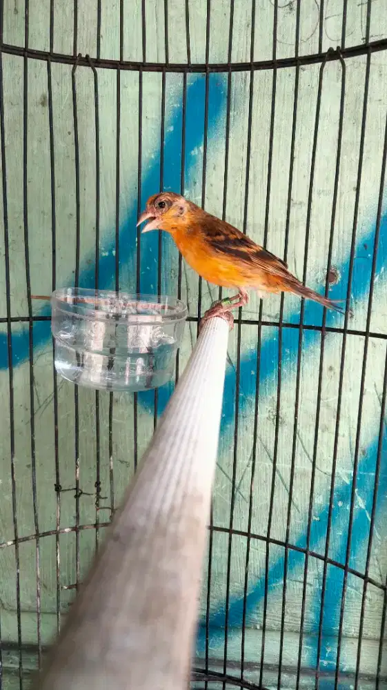 Mule Siskin Hybrid Jantan Rajin Bunyi Ngerol Speed Rapet Masteran