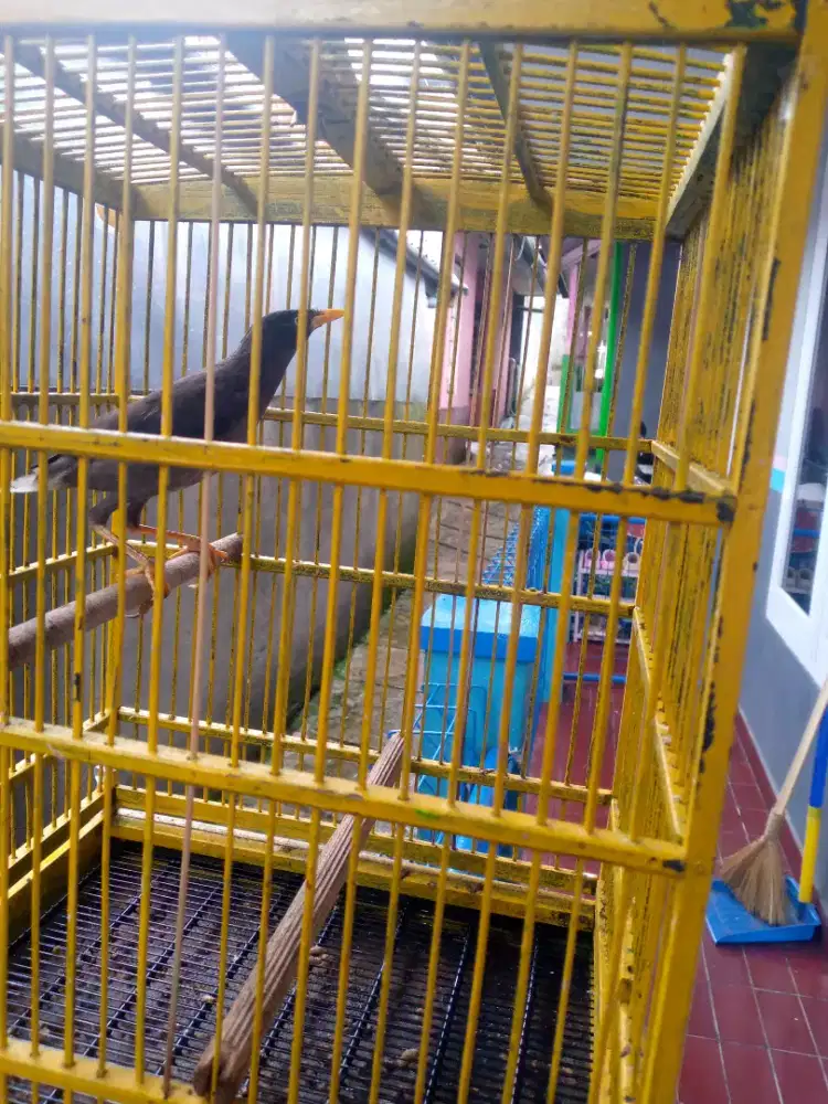 Jalak kebo sehat lincah