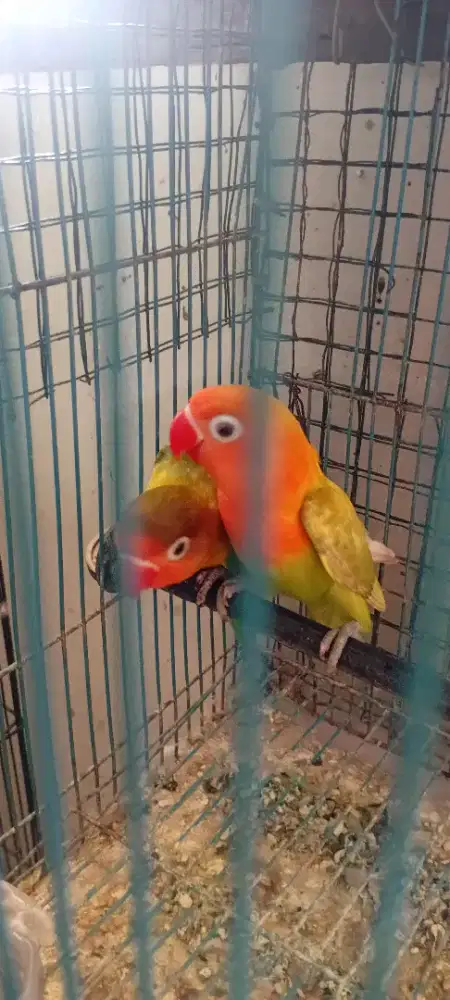 Jual lovebird balibu