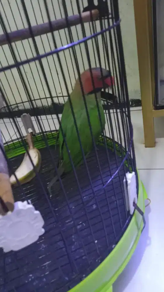 Burung pentet enggano burja