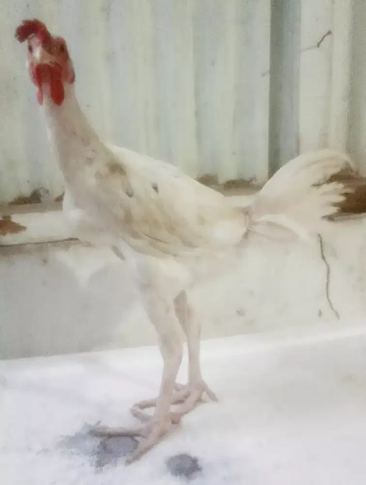 AYAM PELUNG PUTIH