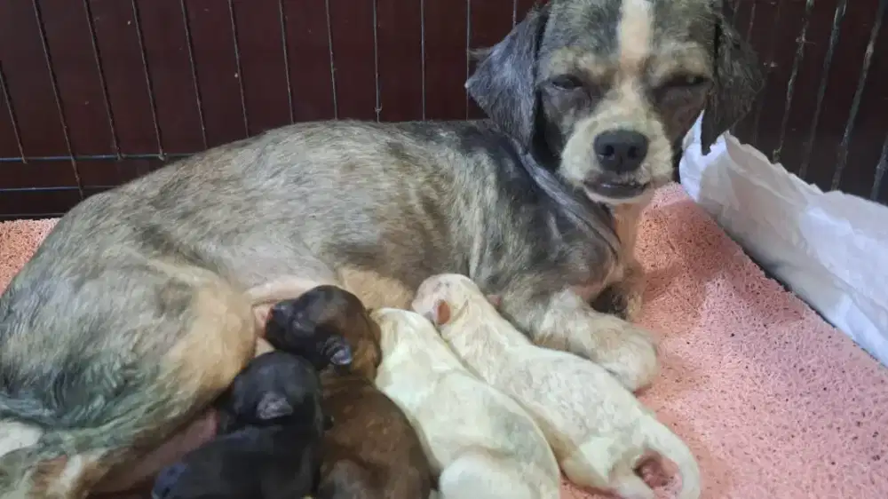 Dijual anakan shitzu