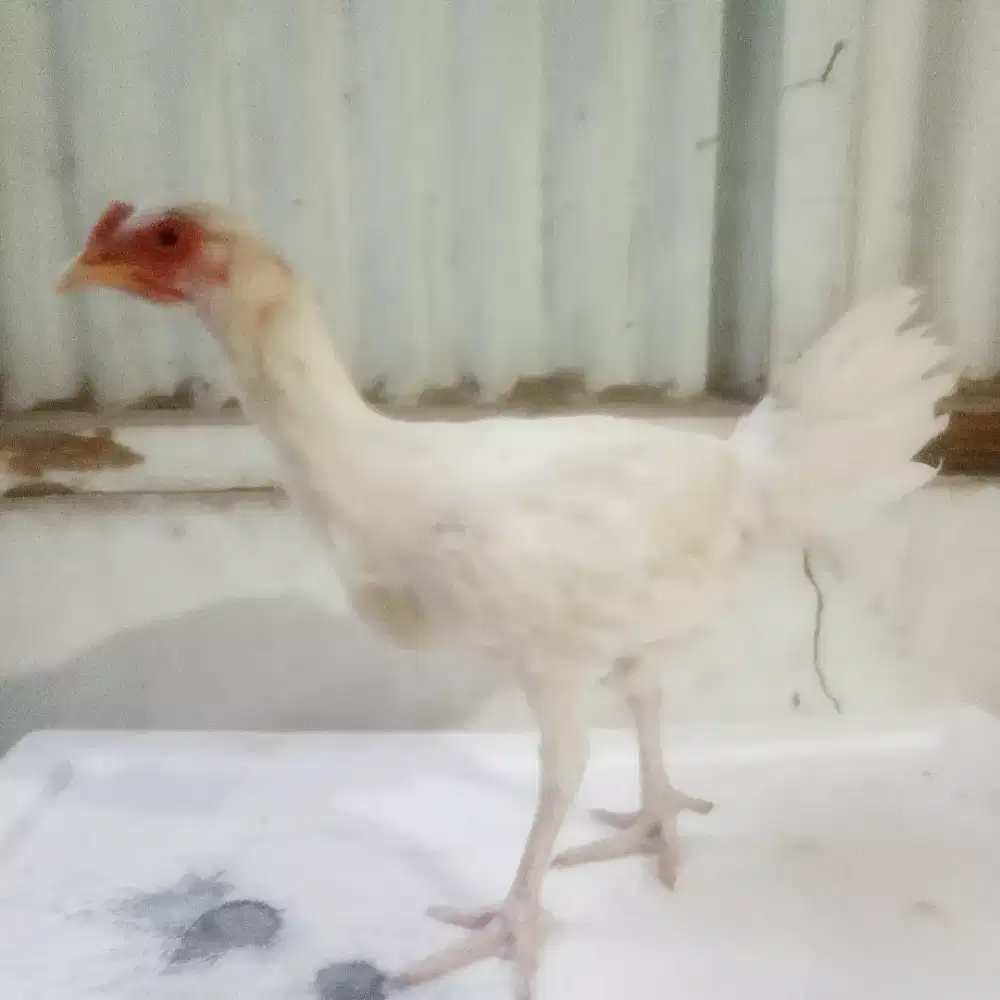 AYAM PELUNG PUTIH BETINA