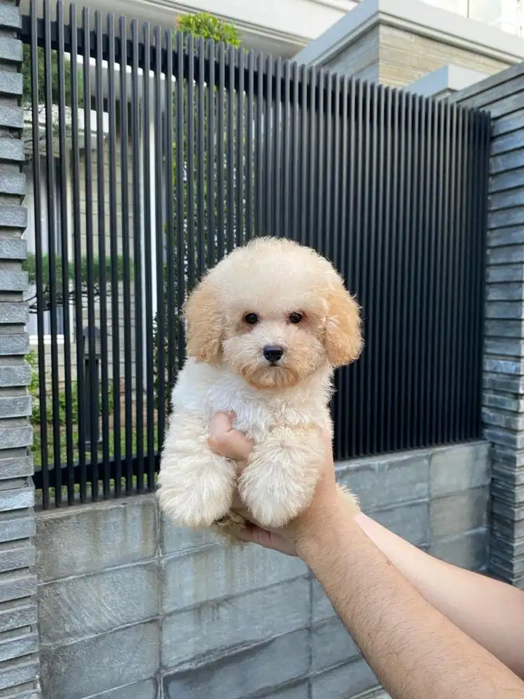Toy poodle betina