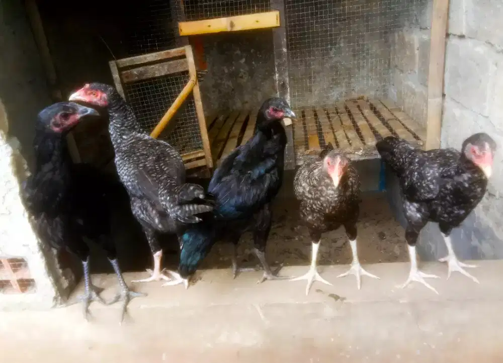 AYAM PELUNG BETINA 5