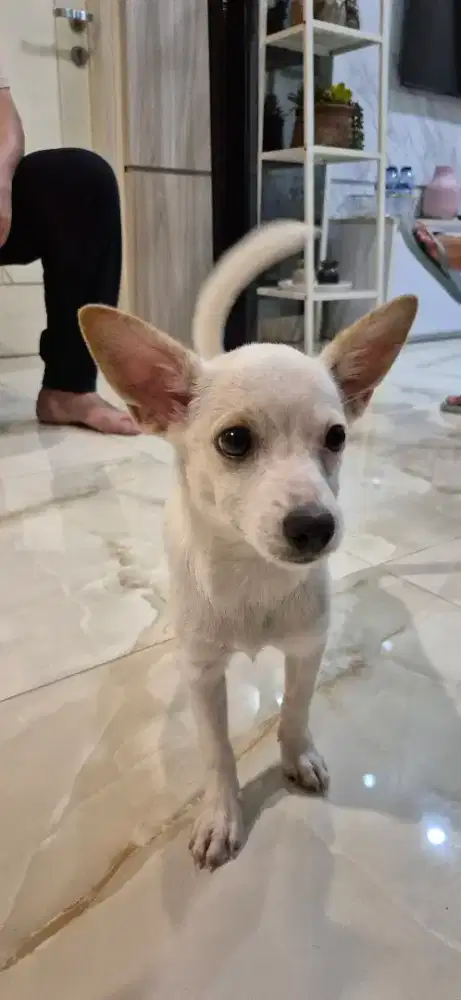 CIHUAHUA Betina Umur 4 Bulan