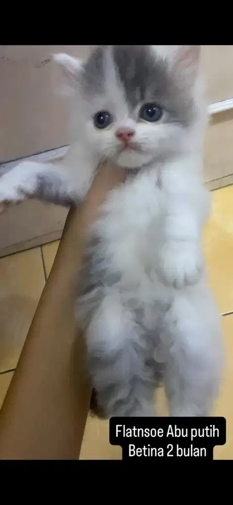 Kucing persia kitten