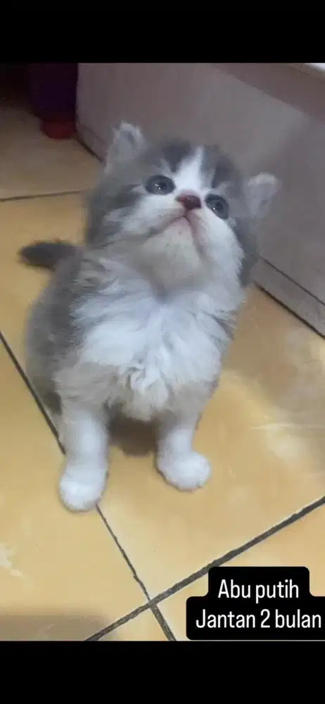 Kucing persia kitten
