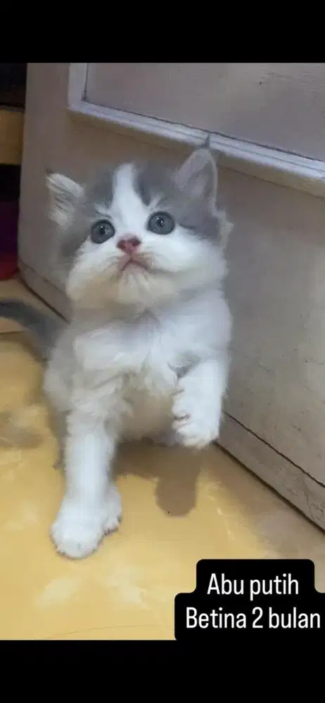 Kucing persia kitten