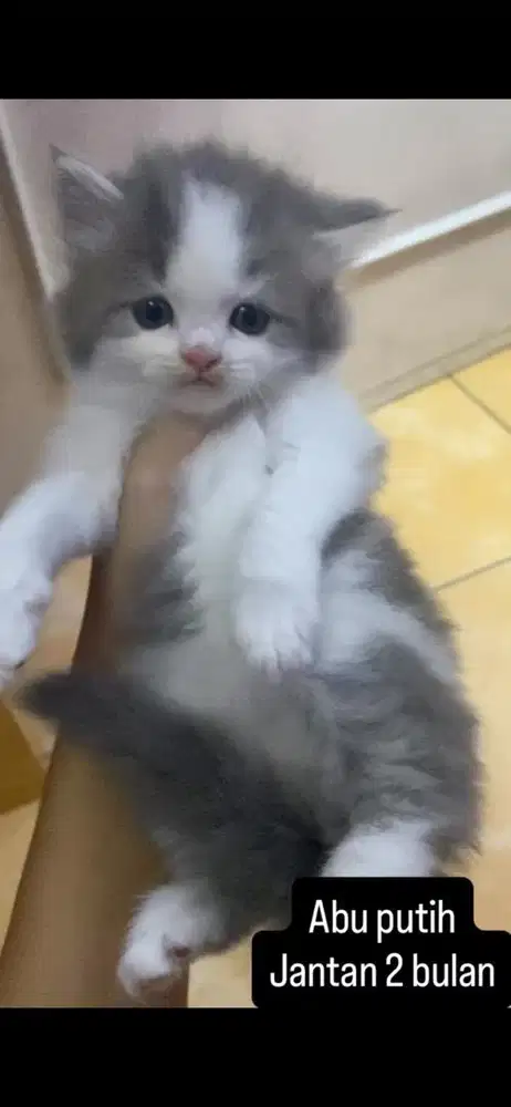Kucing persia kitten