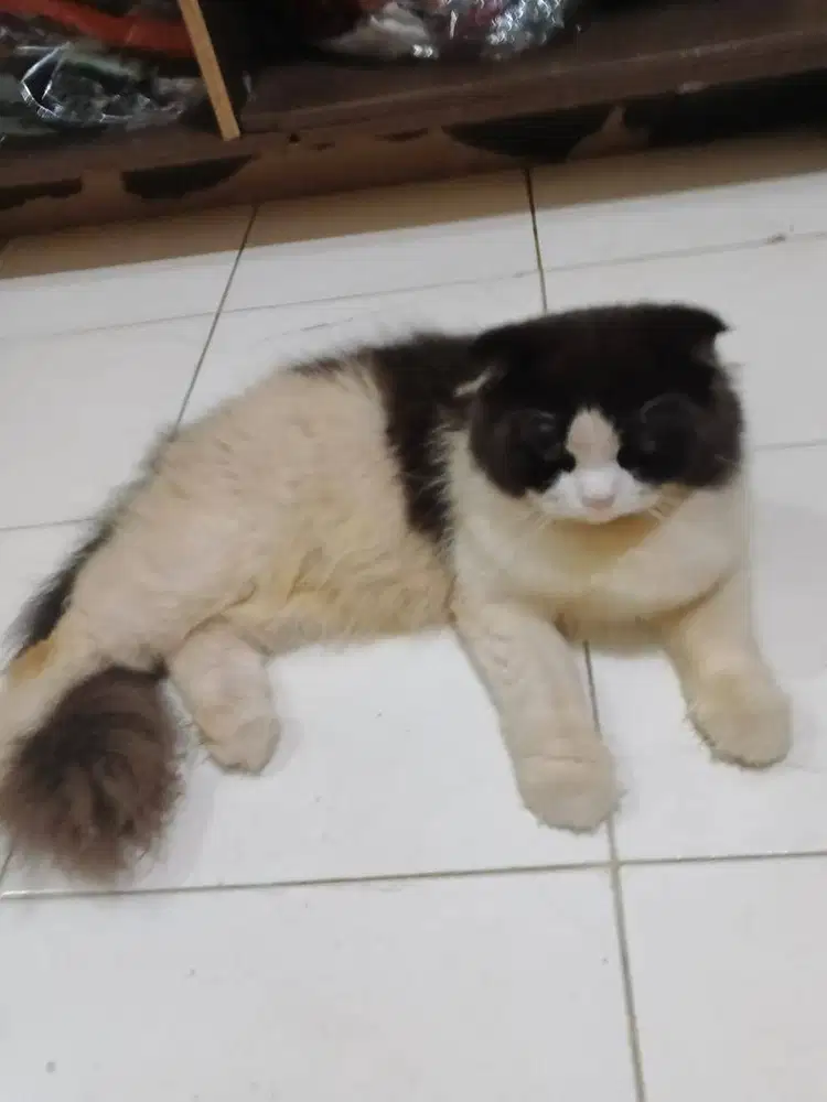 Kucing scottish fold