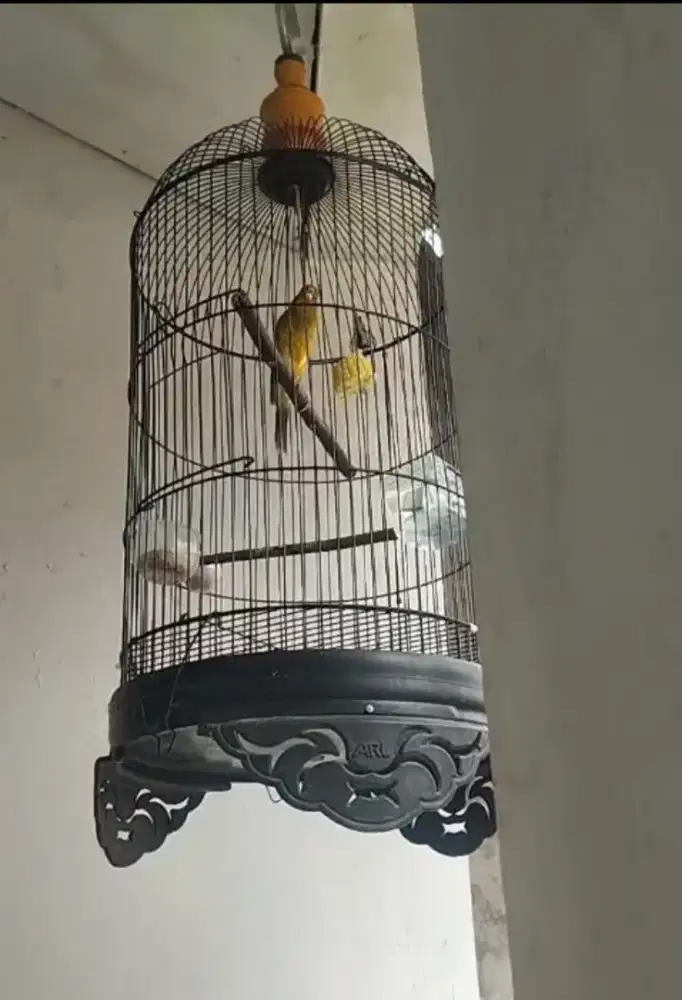 Kenari f1 rasmi gacooor dooor