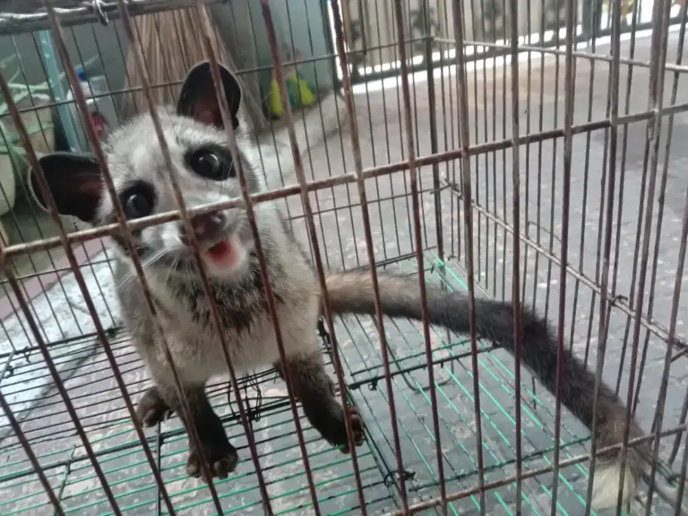 Jual hewan musang