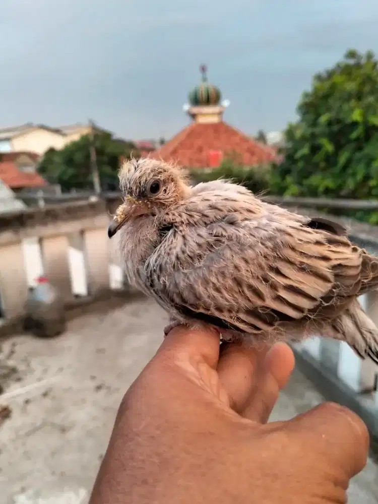 Lolohan tekukur Leopard