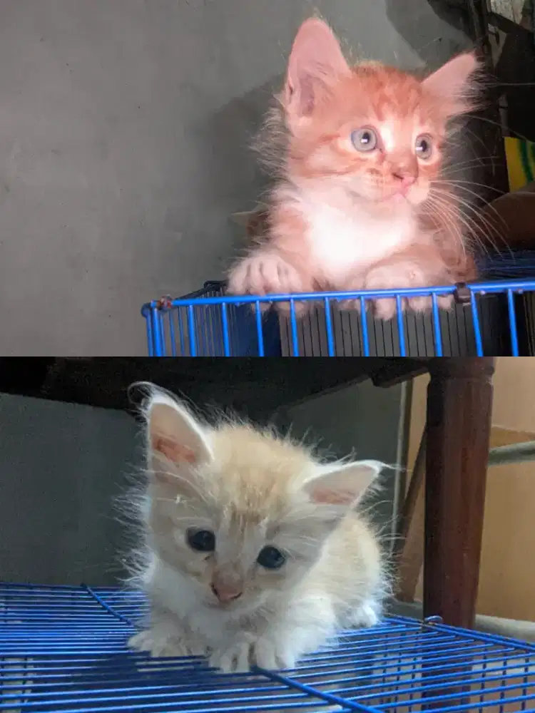 KUCING PERSIA MIX DOM