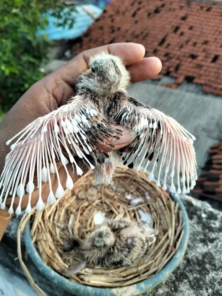 Lolohan tekukur putih bacspot dan leopard