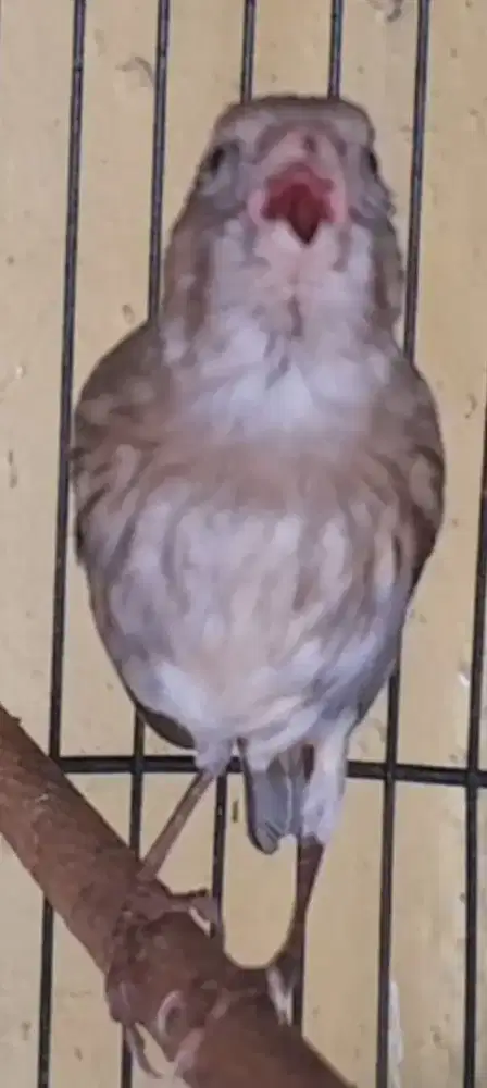 BURUNG KENARI GACOR MANGPRANG ISIAN CIBLEK