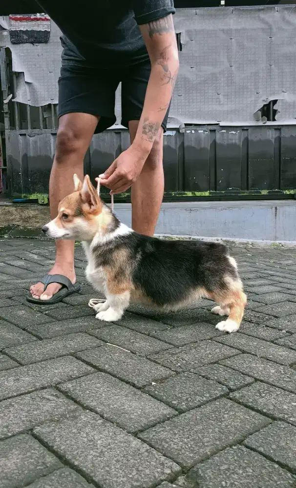Male Puppy Corgi